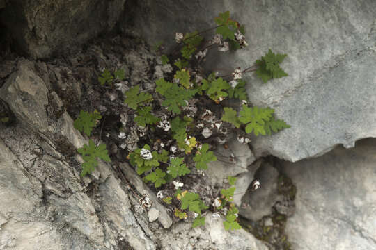 Image of Silver cloak fern