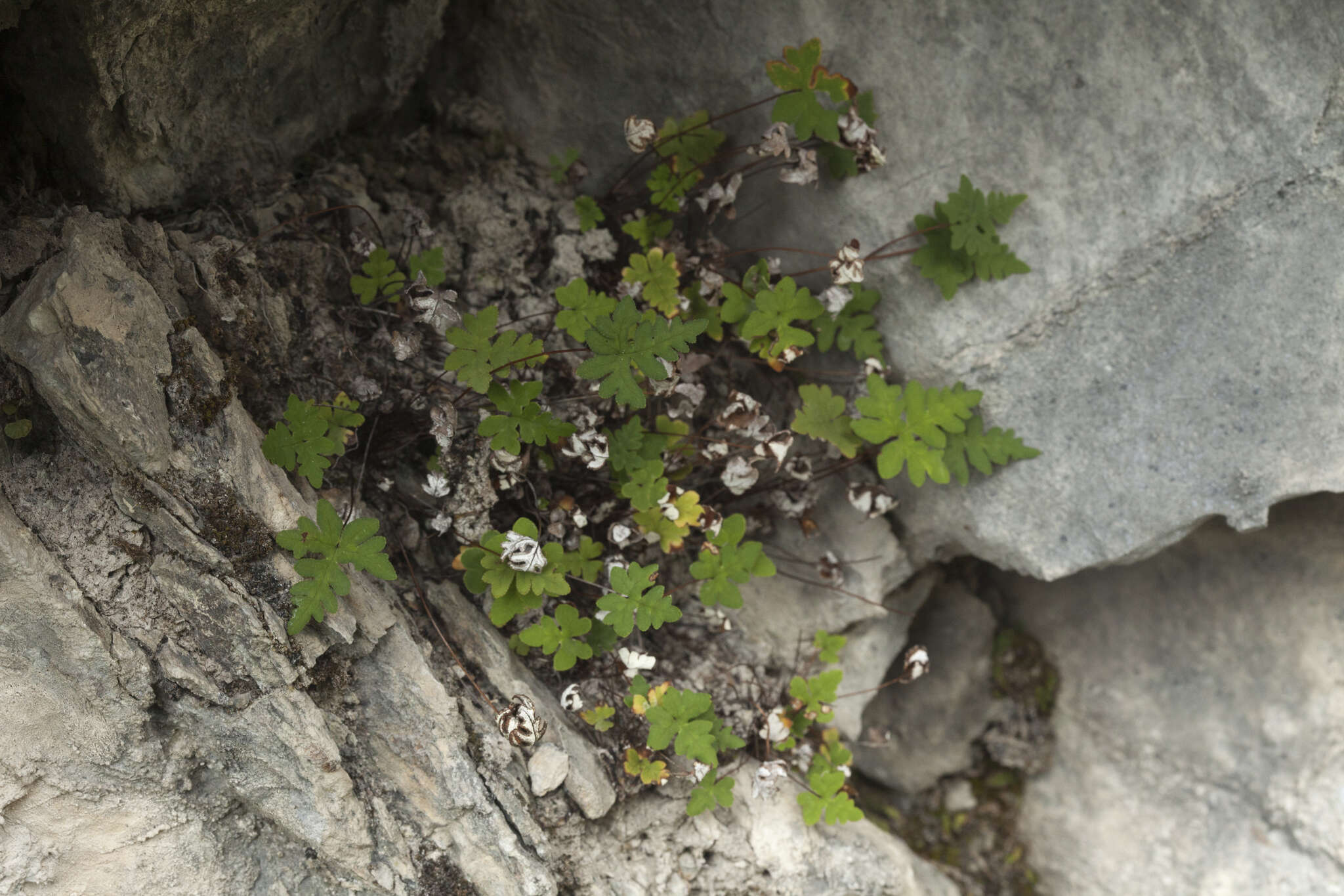 Image of Aleuritopteris argentea (S. G. Gmel.) Fée