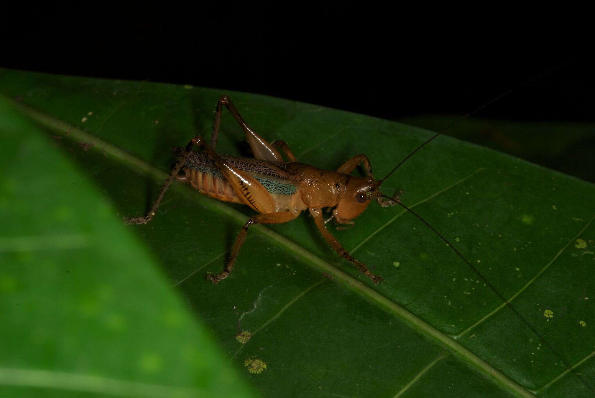 Image of Eschatoceras bipunctatus (Bolívar & I. 1884)