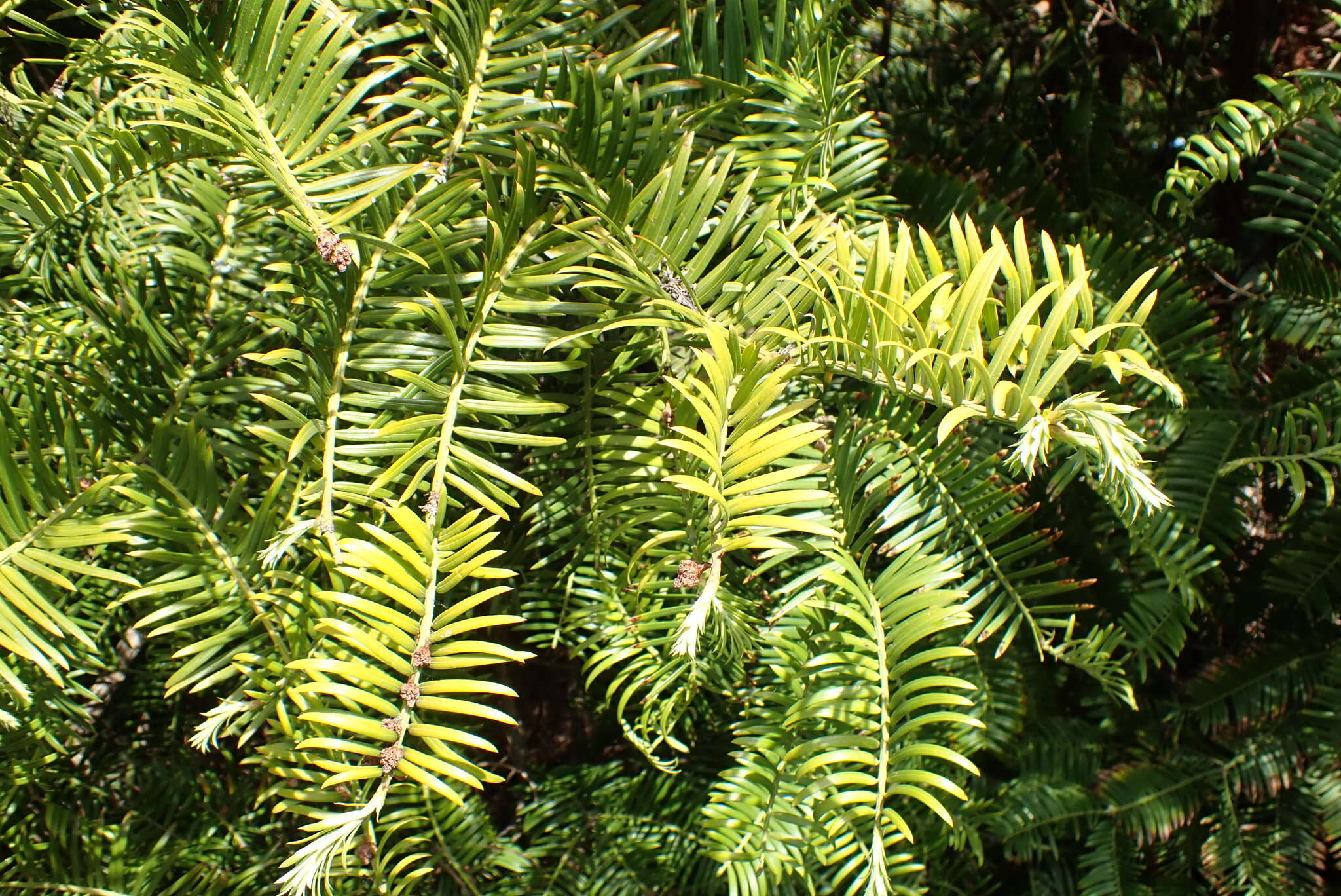 Imagem de Cephalotaxus fortunei Hook.