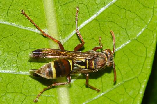 Image of Polistes stigma townsvillensis Giordani Soika 1975