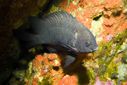 Image of New Zealand black angelfish