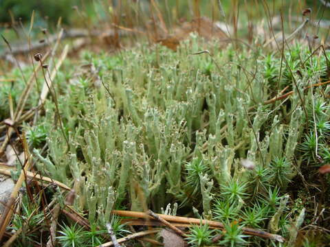 Image of cup lichen