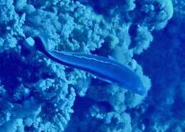 Image of Blue blanquillo