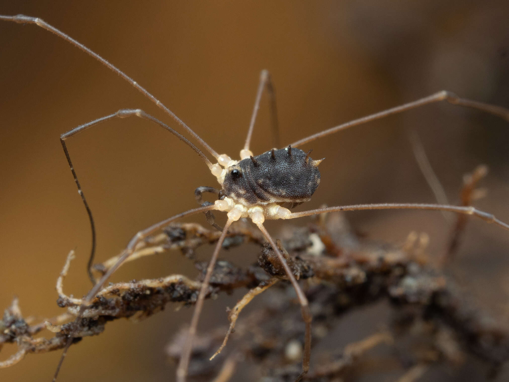 Image of <i>Systenocentrus japonicus</i>