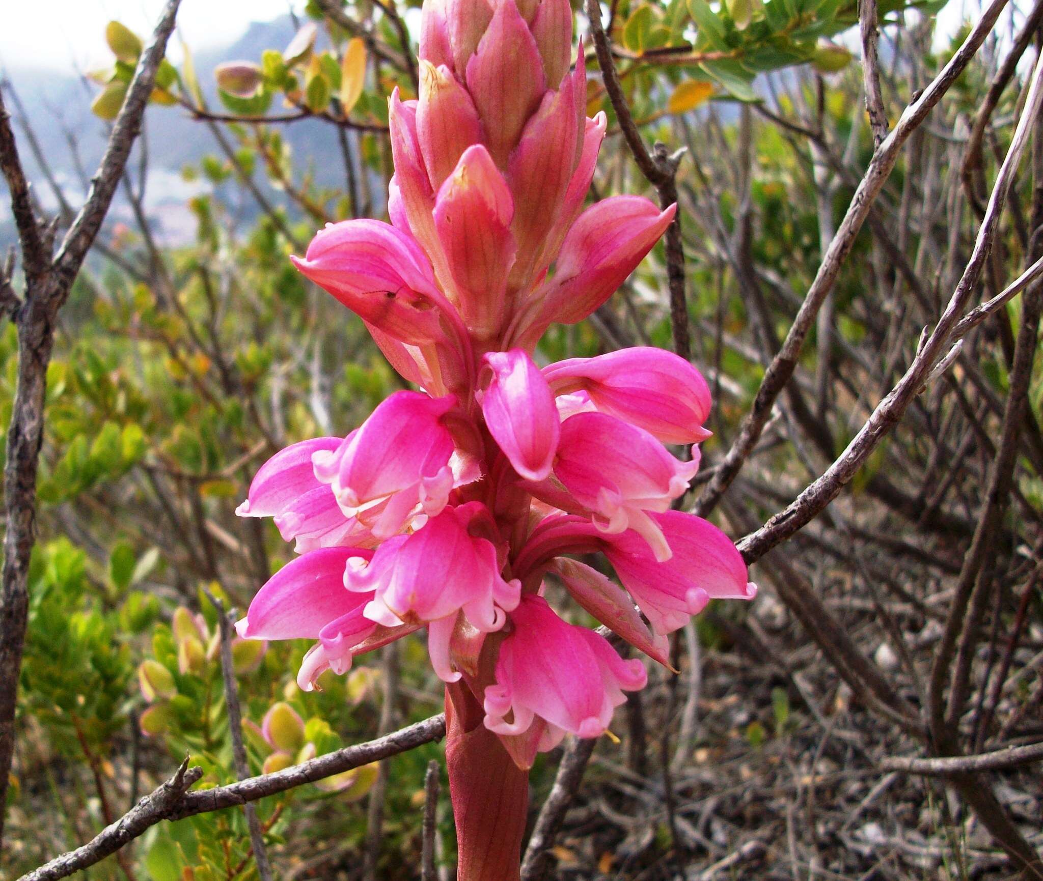 Image of Waxy satyr orchid