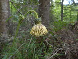 Image of Cirsium erisithales (Jacq.) Scop.