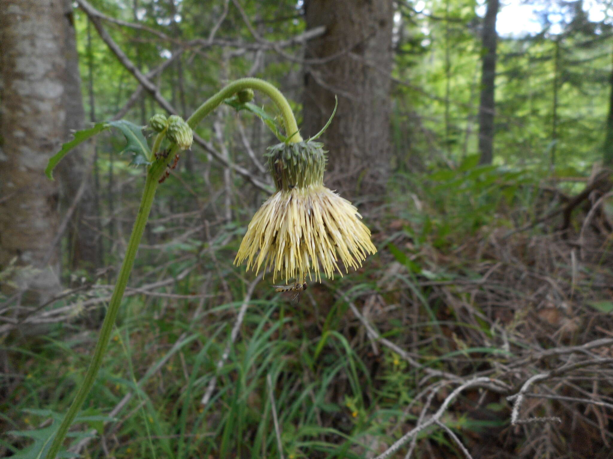 Image de Cirsium erisithales (Jacq.) Scop.