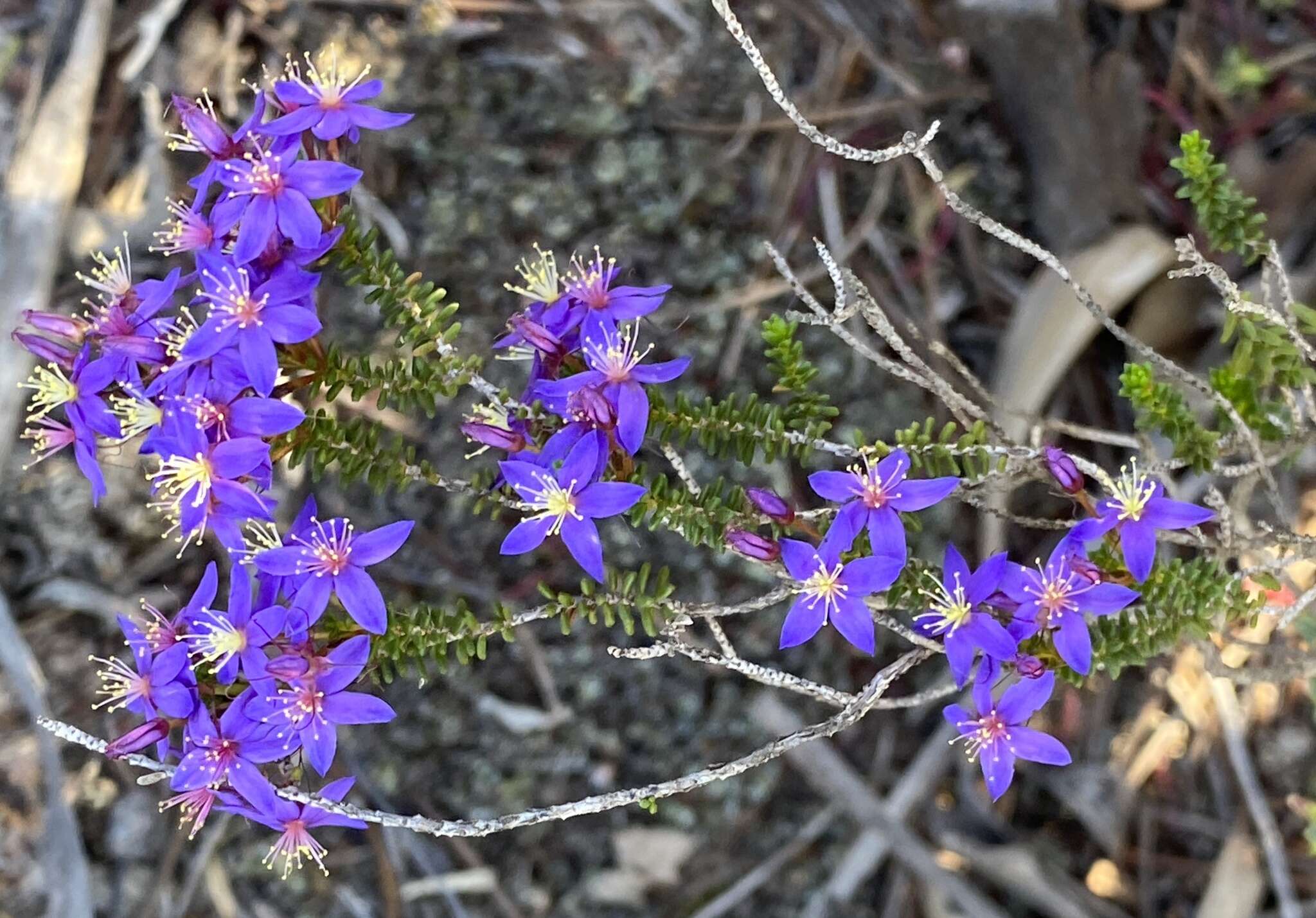 Image de Calytrix leschenaultii (Schauer) Benth.