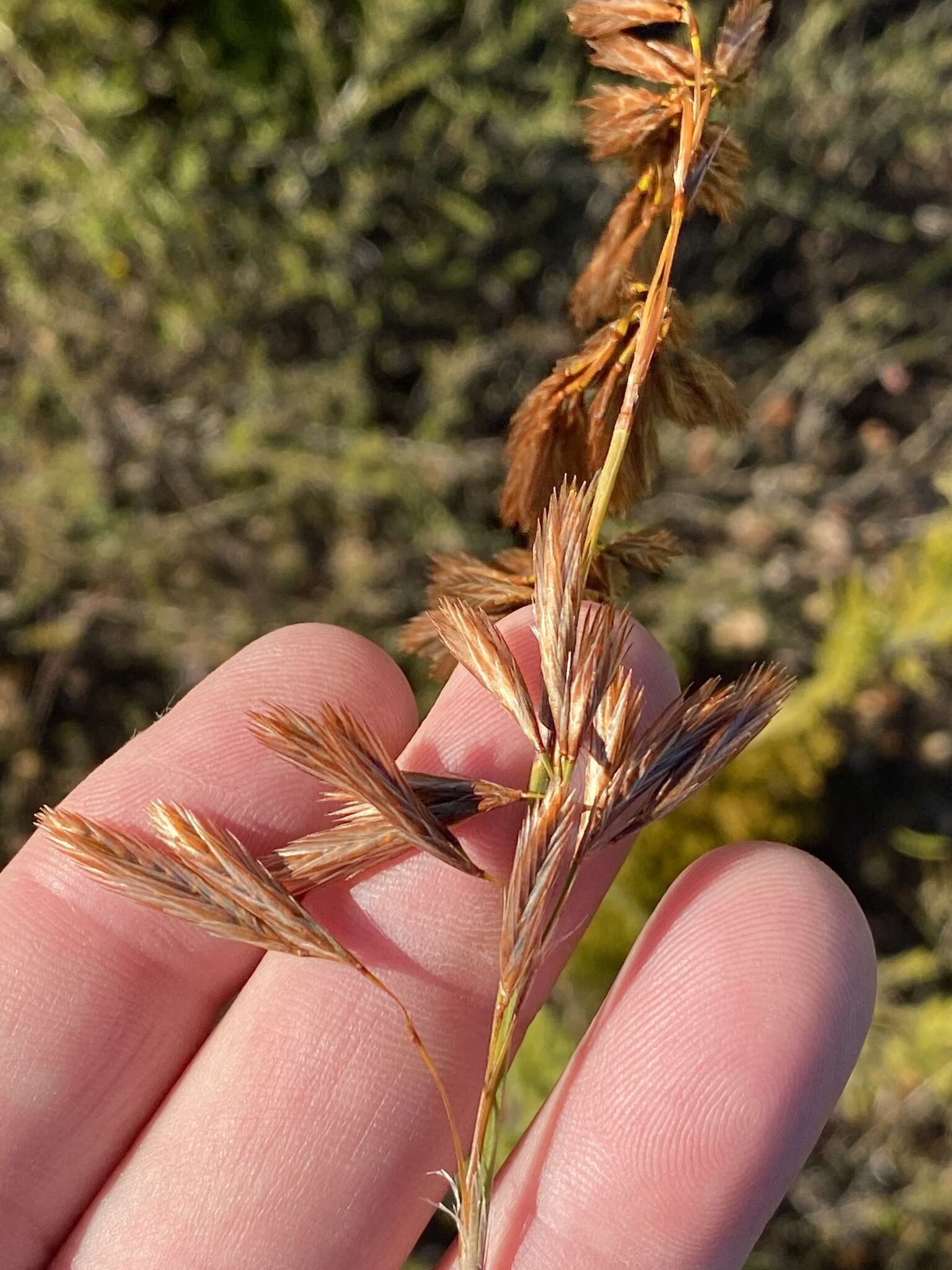 Слика од Thamnochortus cinereus H. P. Linder