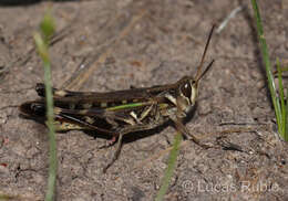 Image of Rhammatocerus pictus (Bruner & L. 1900)