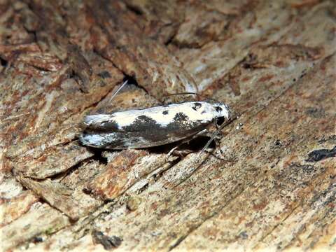 Image of Ethmia hodgesella Powell 1973