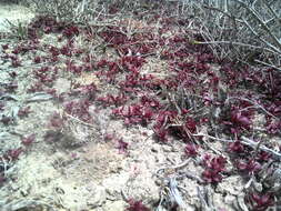 Image of Crassula pubescens subsp. radicans (Haw.) Tölken