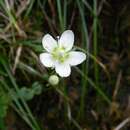 Image of marsh grass of Parnassus