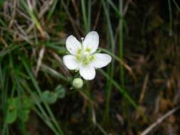 Image de Parnassia palustris var. tenuis Wahlenb.