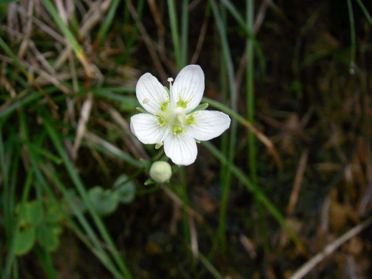 Image de Parnassia palustris var. tenuis Wahlenb.