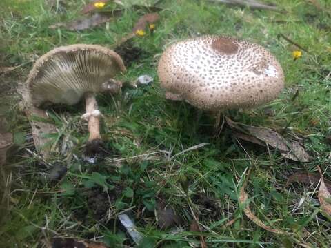 Image of Macrolepiota clelandii Grgur. 1997