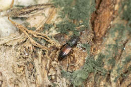 Sivun Hesperobaenus abbreviatus (Motschulsky 1845) kuva