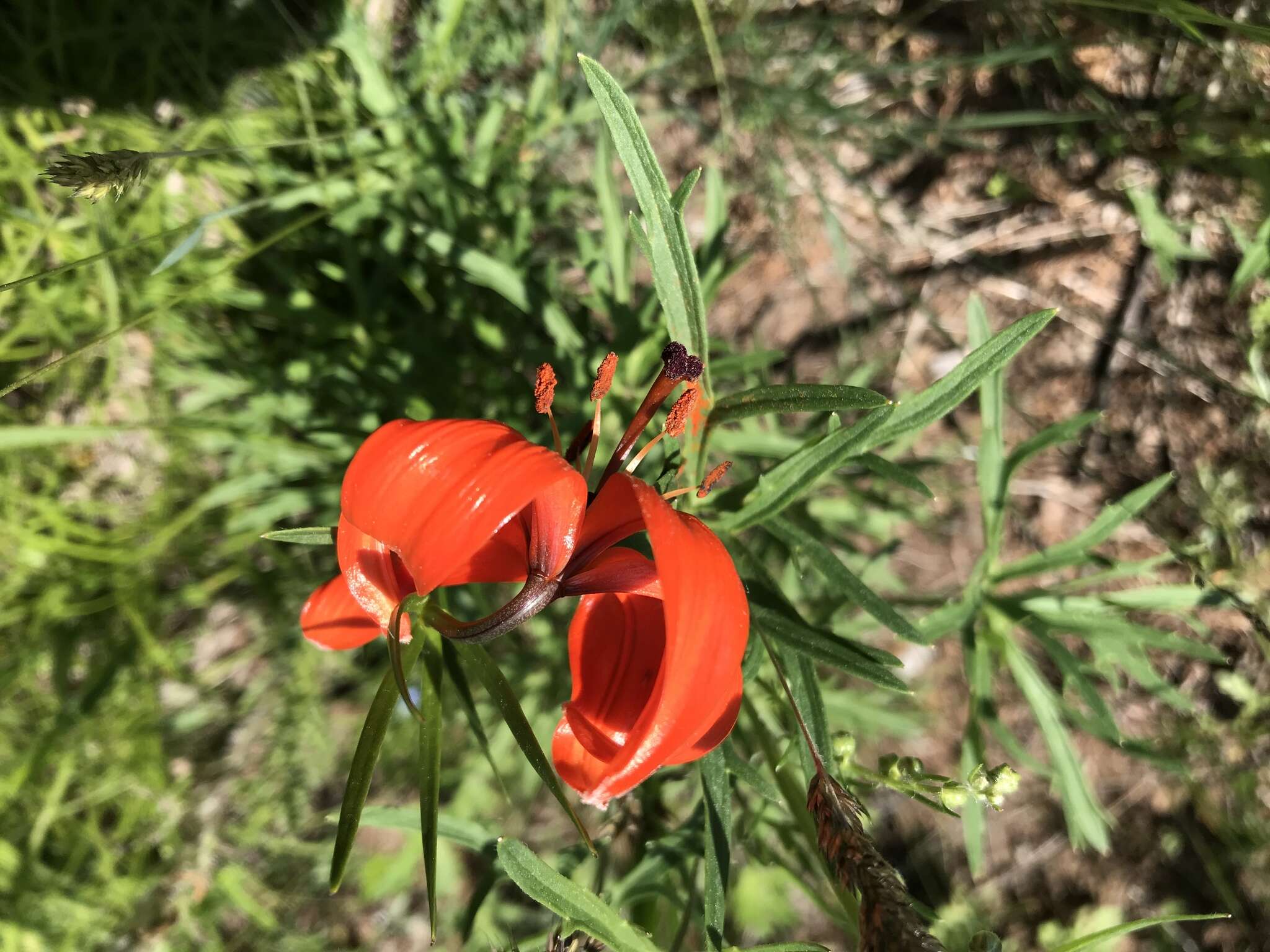 Image of Lilium pumilum Redouté