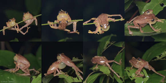 Image of Coorg Yellow Bush Frog