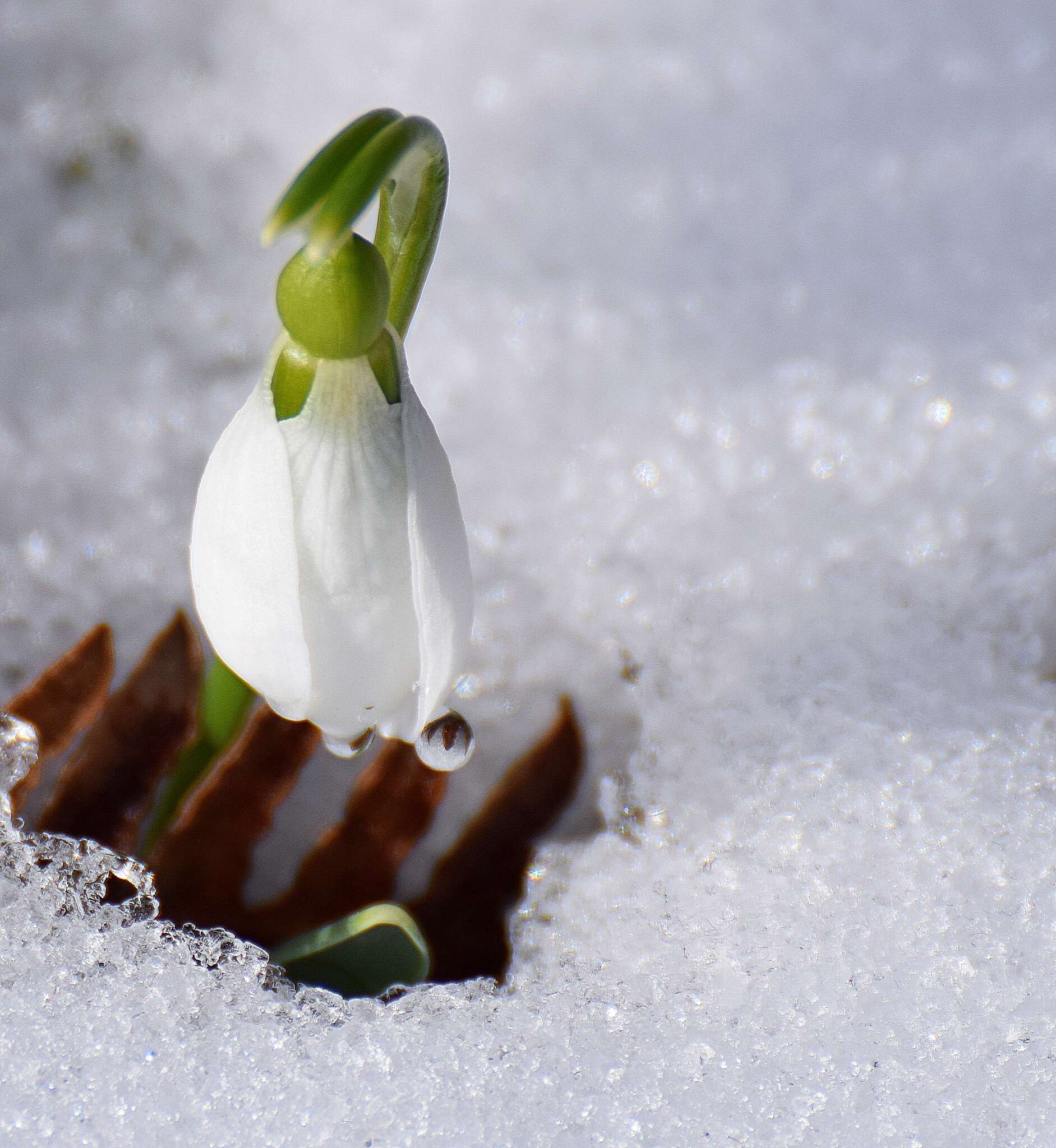 Image of giant snowdrop