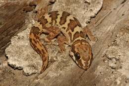 Image of Smith's Thick-toed Gecko