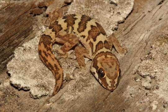 Image of Smith's Thick-toed Gecko