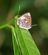 Image of Arhopala ammonides (Doherty 1891)