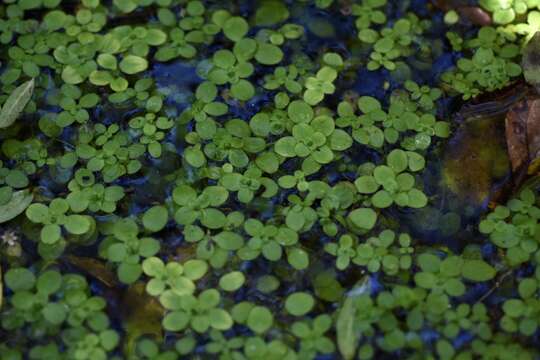 صورة Callitriche lechleri (Hegelm.) Fassett