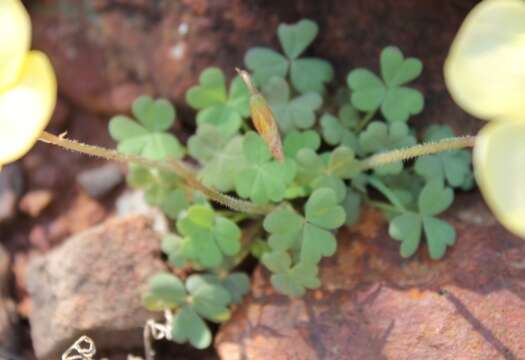 Image of Oxalis obtusa Jacq.