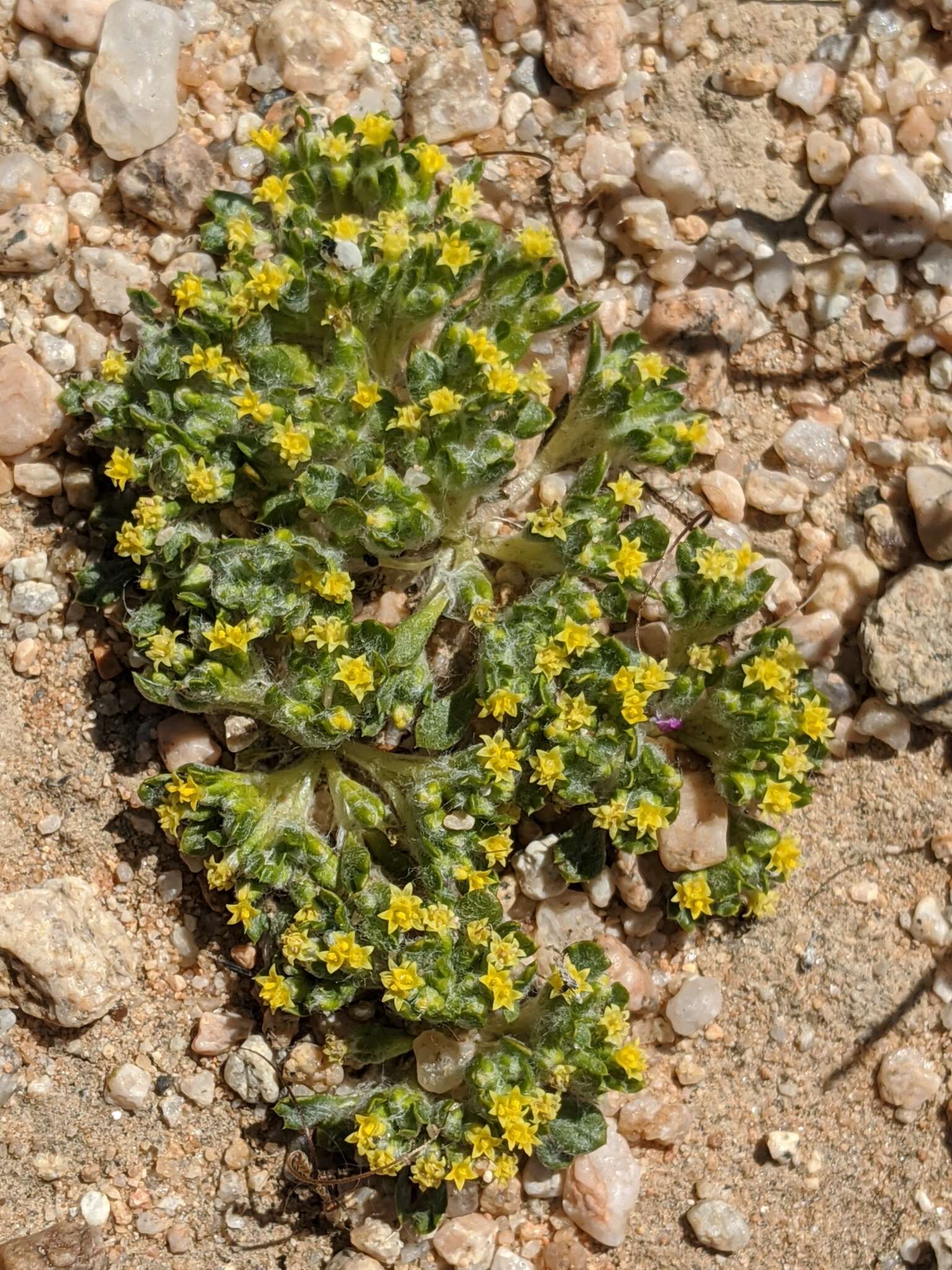 Image of Mojave woolly sunflower