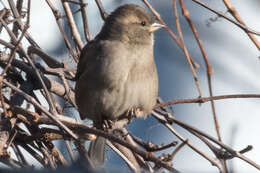 Image of Passer domesticus domesticus (Linnaeus 1758)