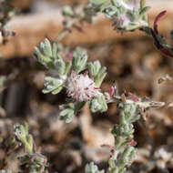 Image of bur-saltbush