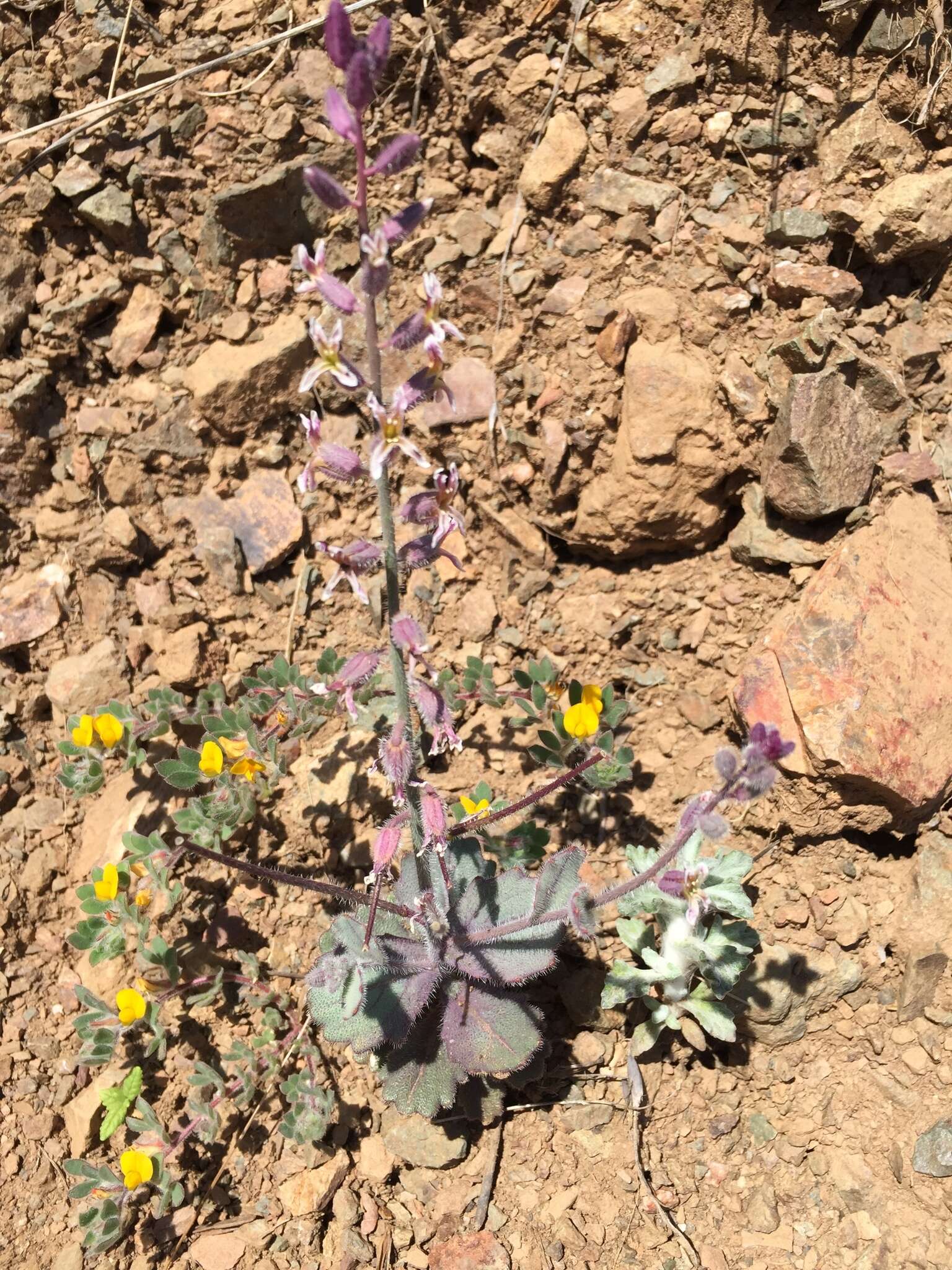 Image of Mt. Diablo jewelflower