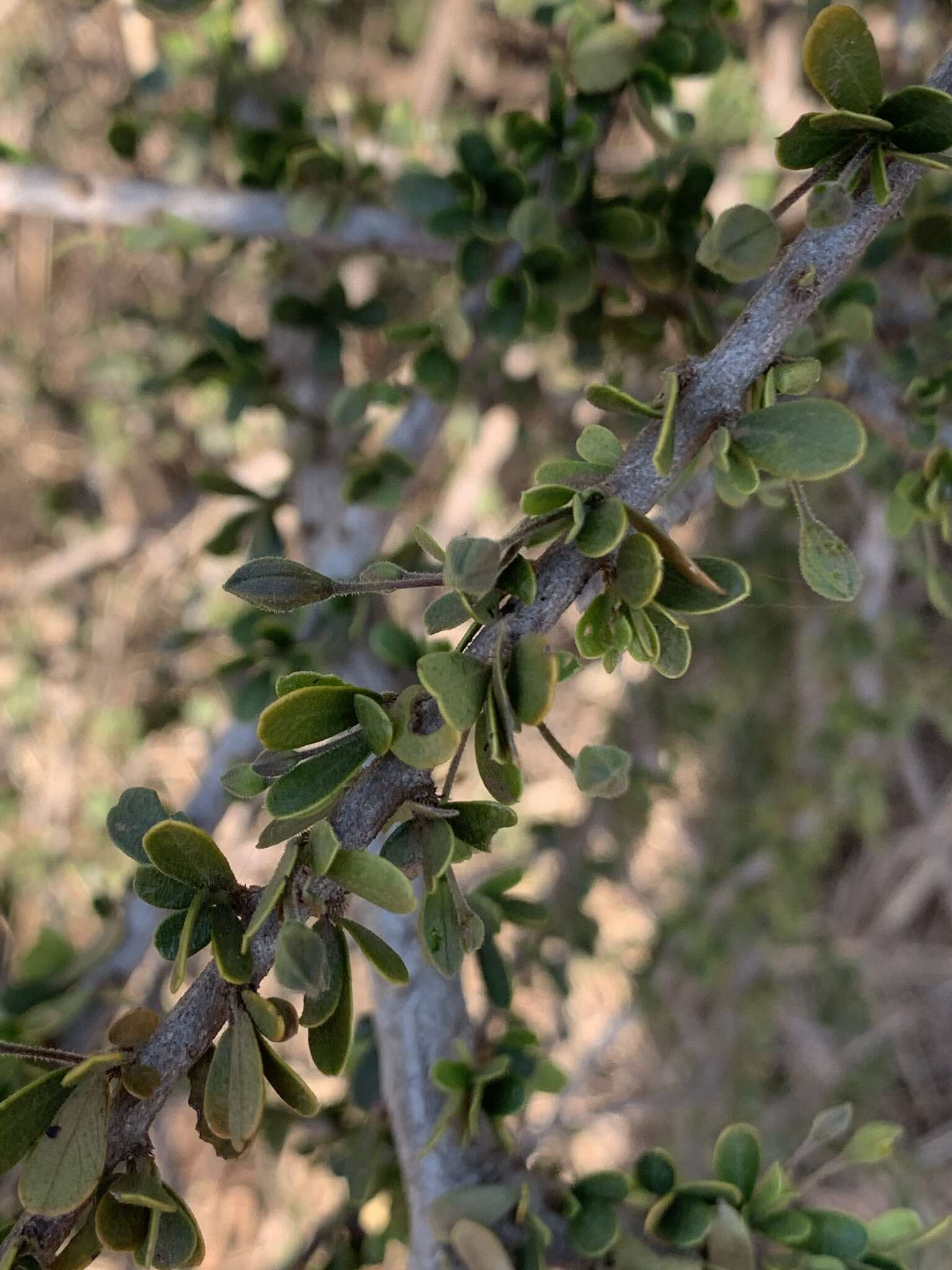 Image of Dwarf bush-cherry