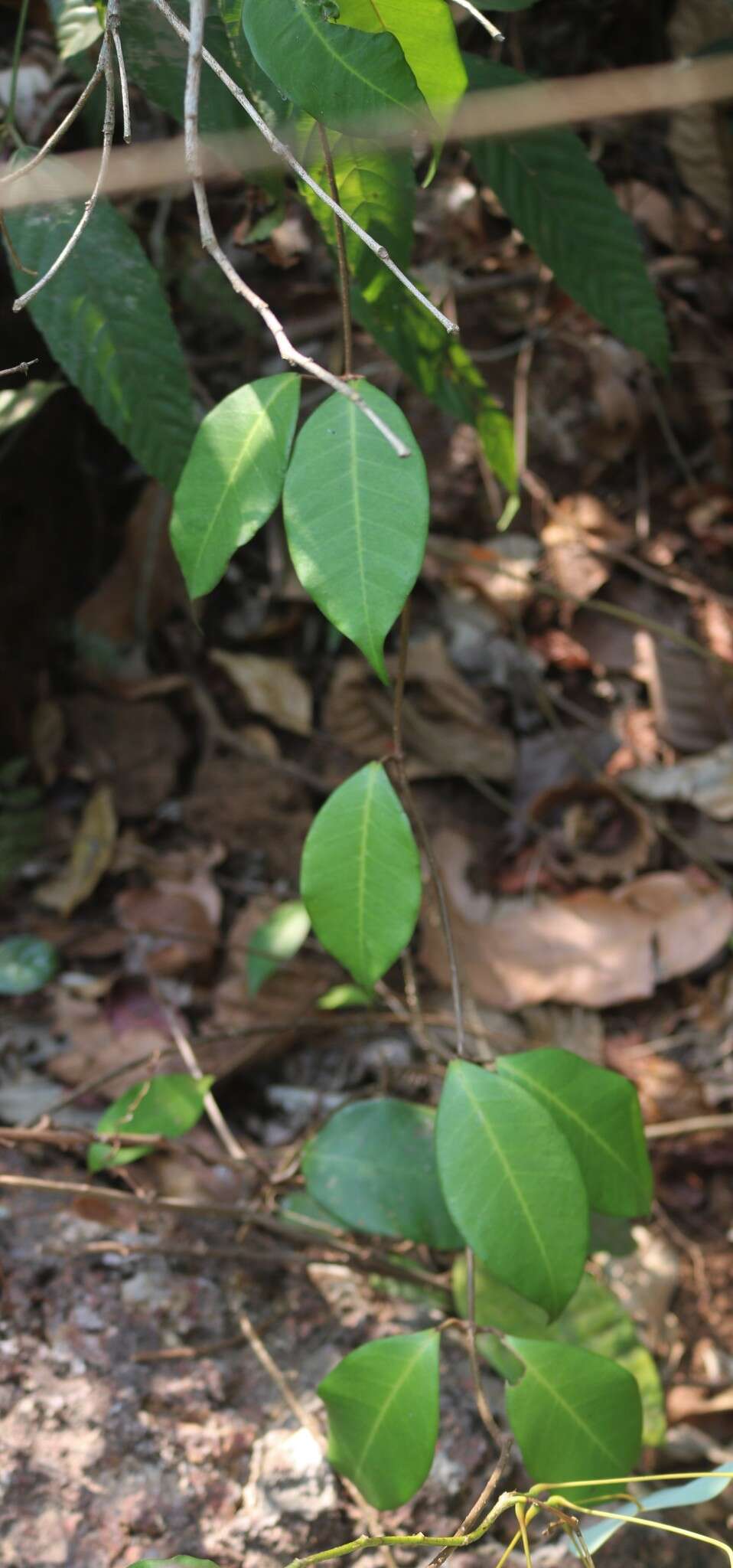 Image of Genianthus laurifolius (Roxb.) Hook. fil.