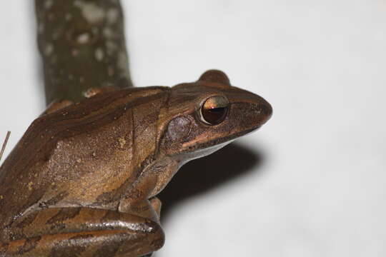 Image of Common Tree Frog