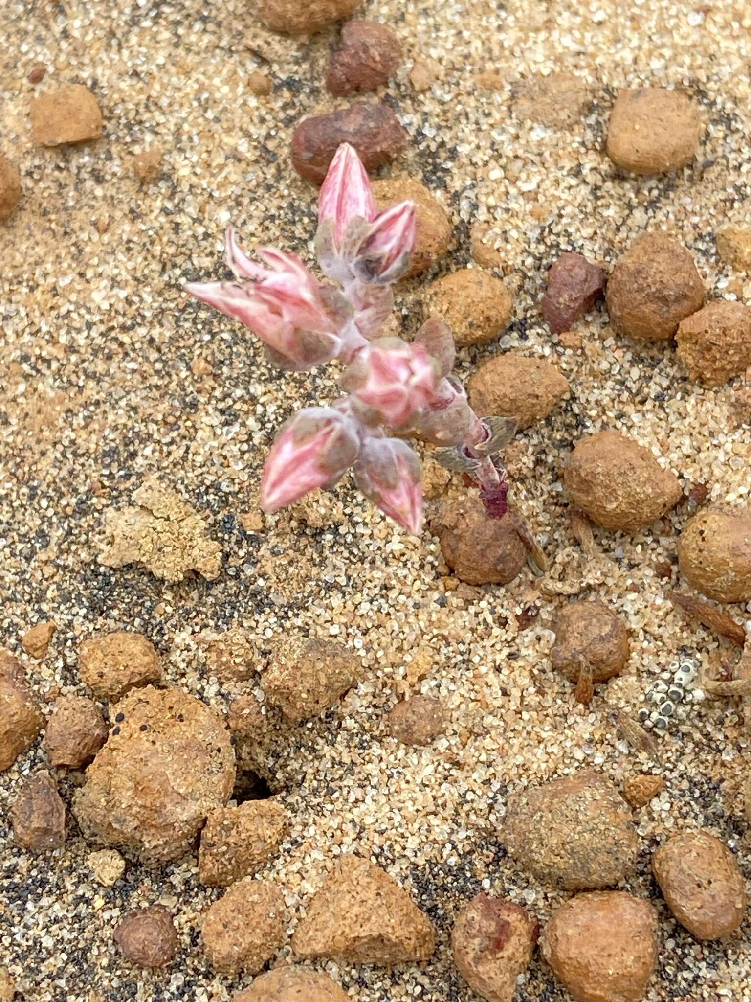 Imagem de Dudleya crassifolia Dodero & M. G. Simpson