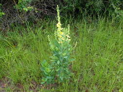 Image of showy crotalaria