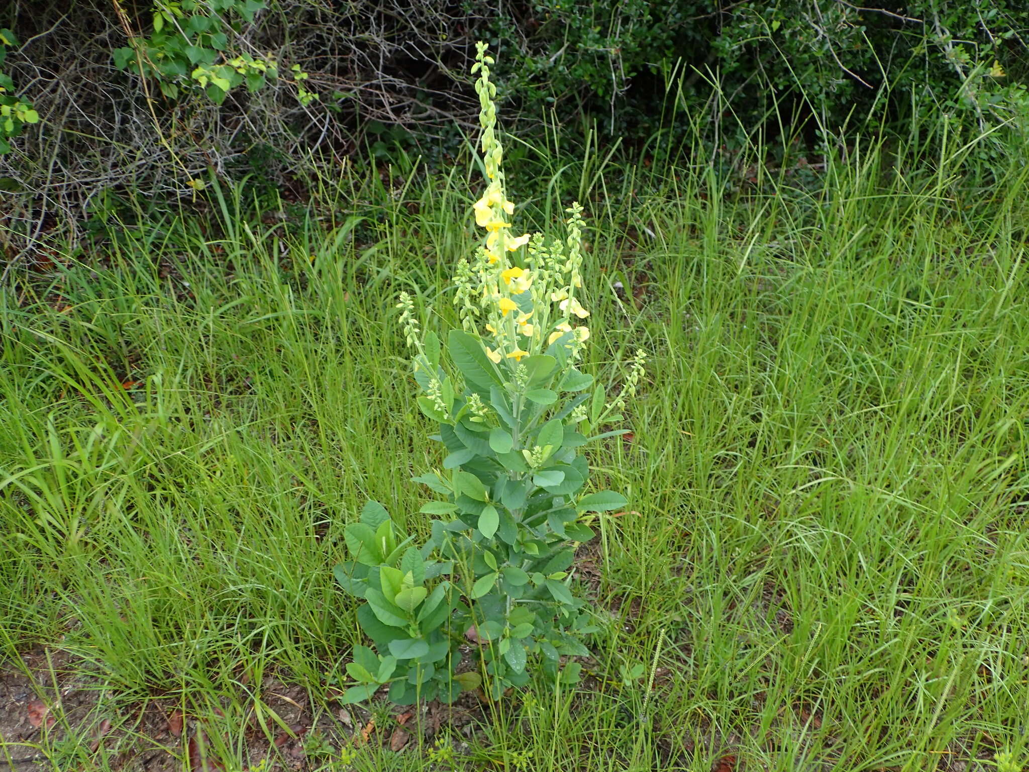 Image of showy crotalaria