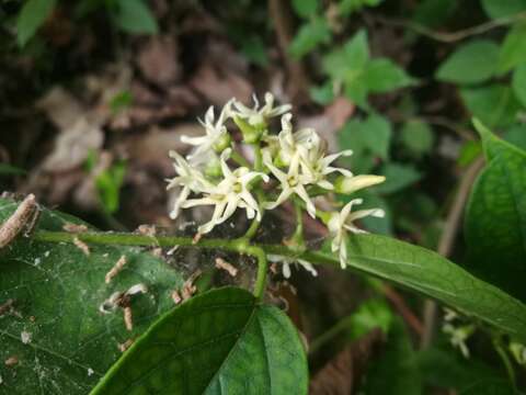 Image of Marsdenia pringlei S. Wats.