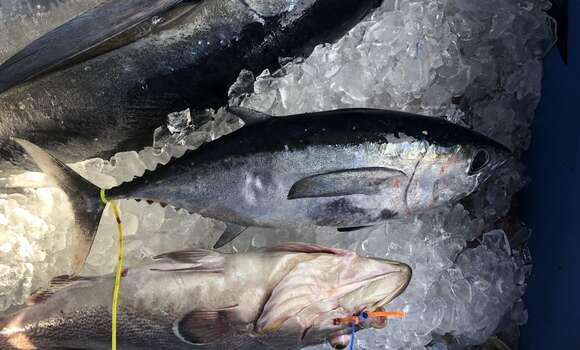 Image of Albacore