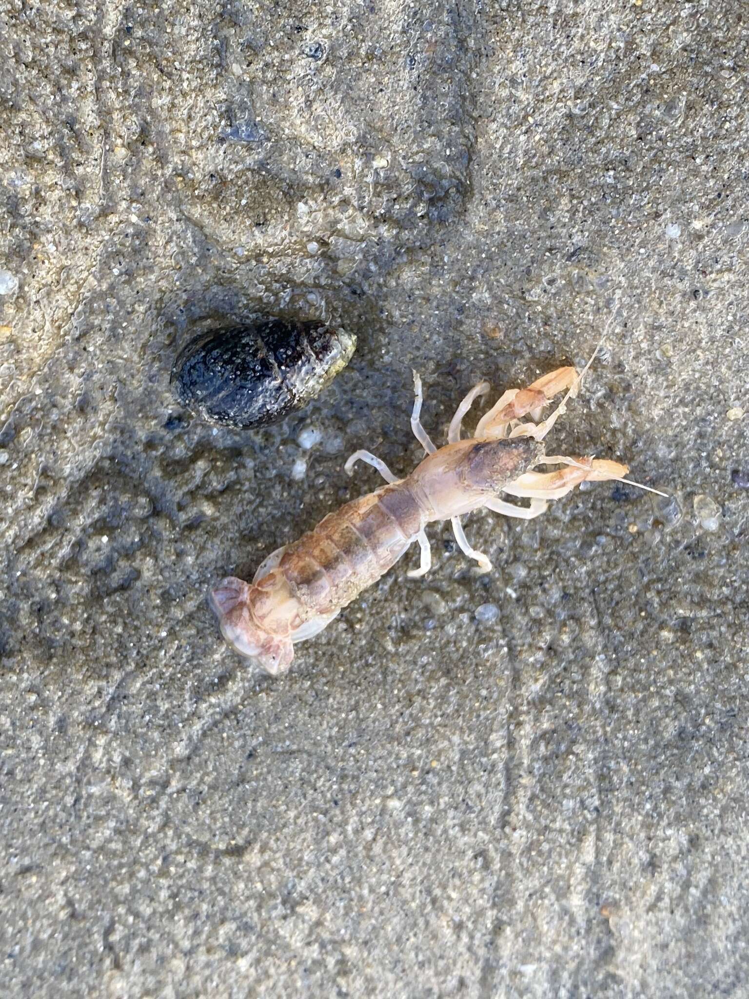 Image of coastal mud shrimp
