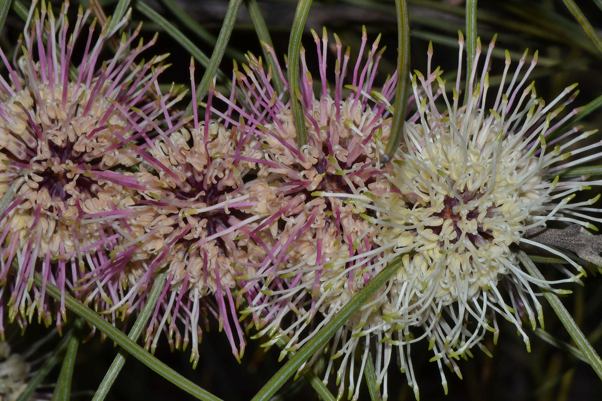 Image de Hakea scoparia subsp. scoparia