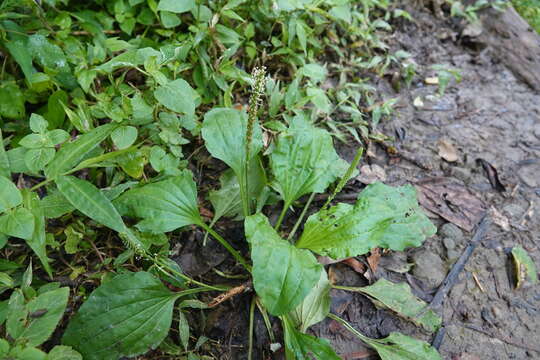 Image de Plantago asiatica L.