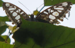 Imagem de Parthenos sylvia apicalis