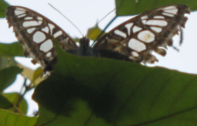 Imagem de Parthenos sylvia apicalis