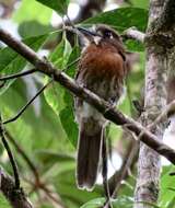 Image of Moustached Puffbird