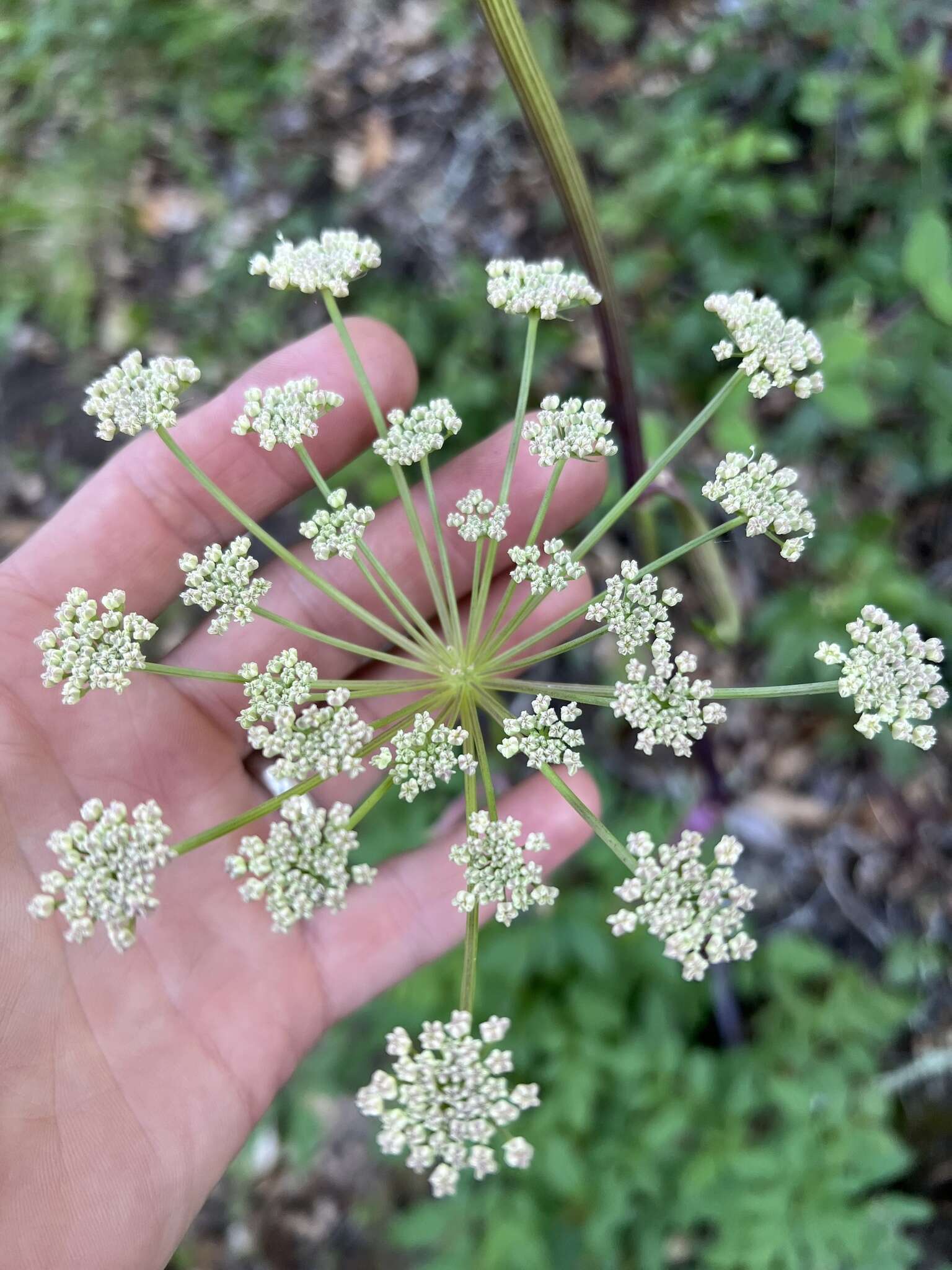 Image of California angelica