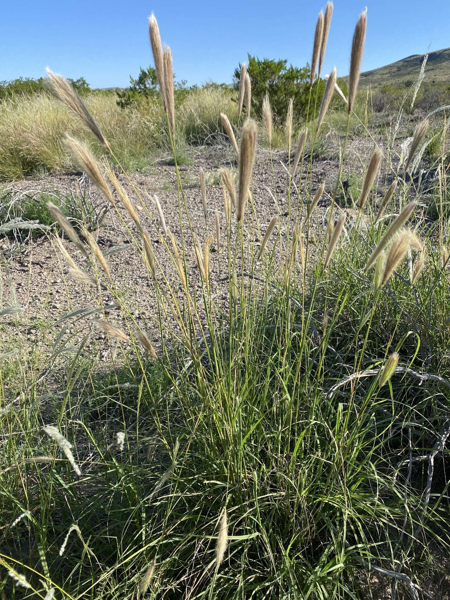 Image of false Rhodes grass